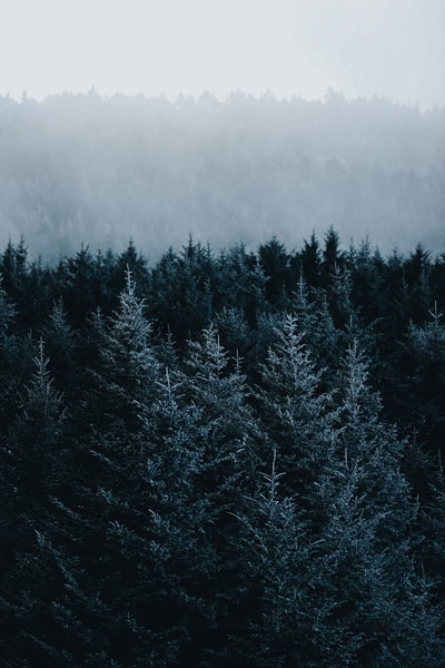 白雪皑皑的青松
